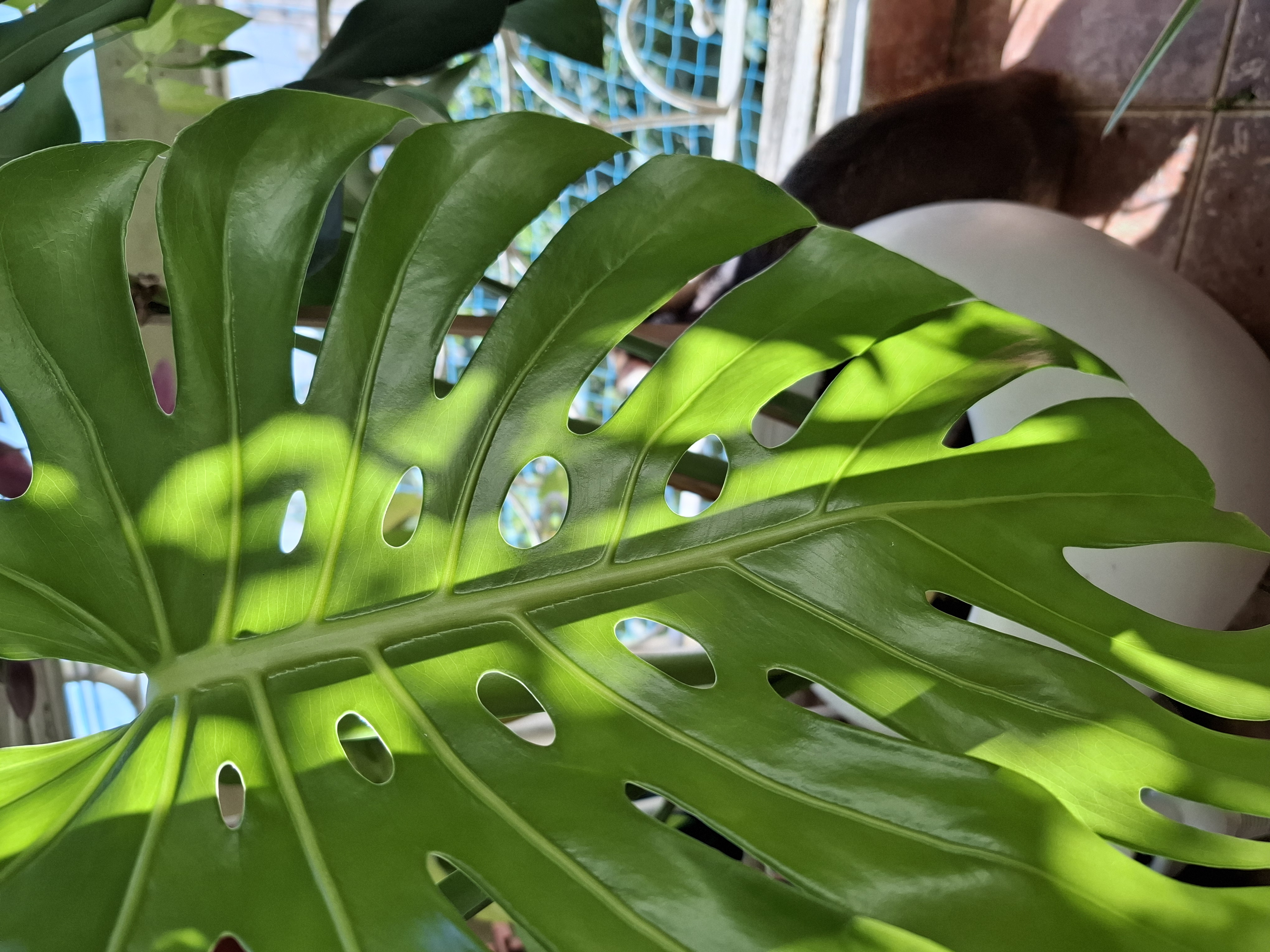 monstera plant