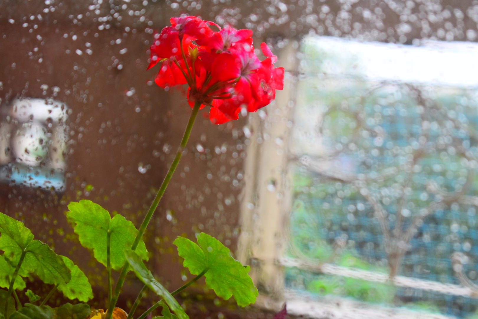 red Geranium flower